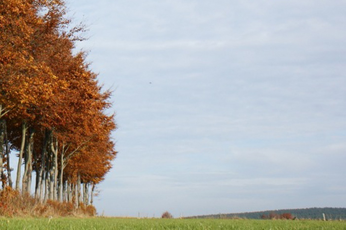 Buchenhecke